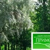 Самосвал на базе ГАЗ для уличного озеленения Приморского района Санкт-Петербурга